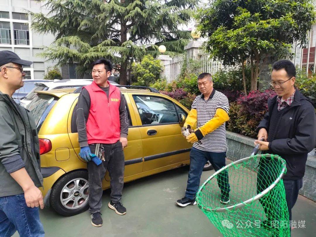 区林草局成功救助放生一只国家二级保护动物