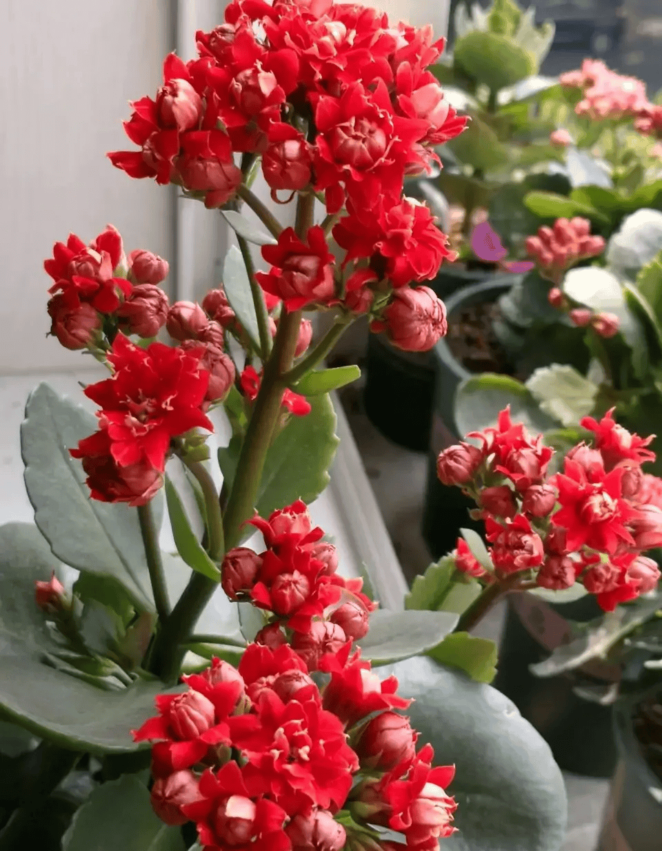 长寿花种类图片