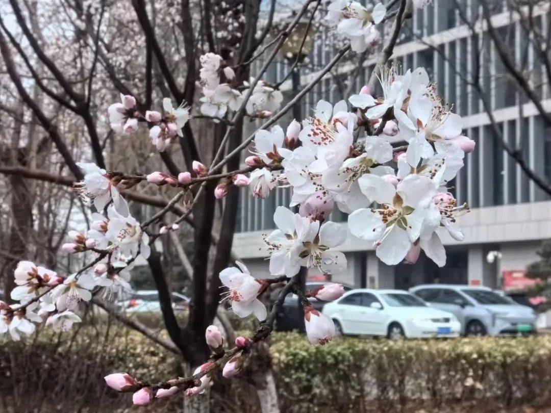 书香唐山李翠松现代诗九首