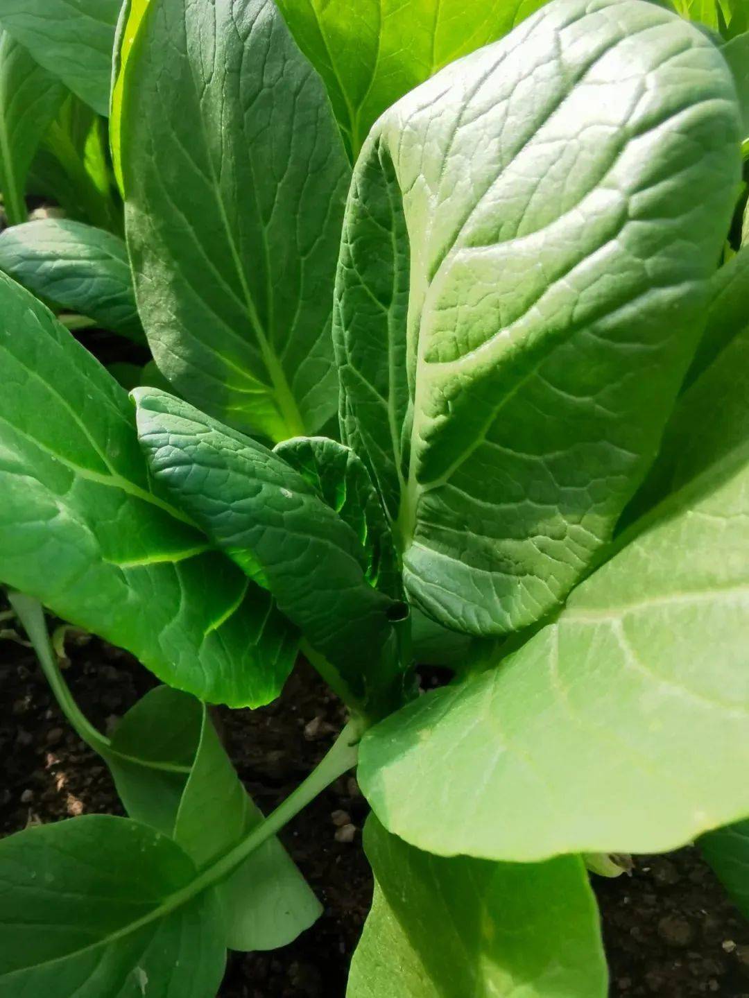 种蔬菜的宝地是宁夏种出来的菜南北通吃