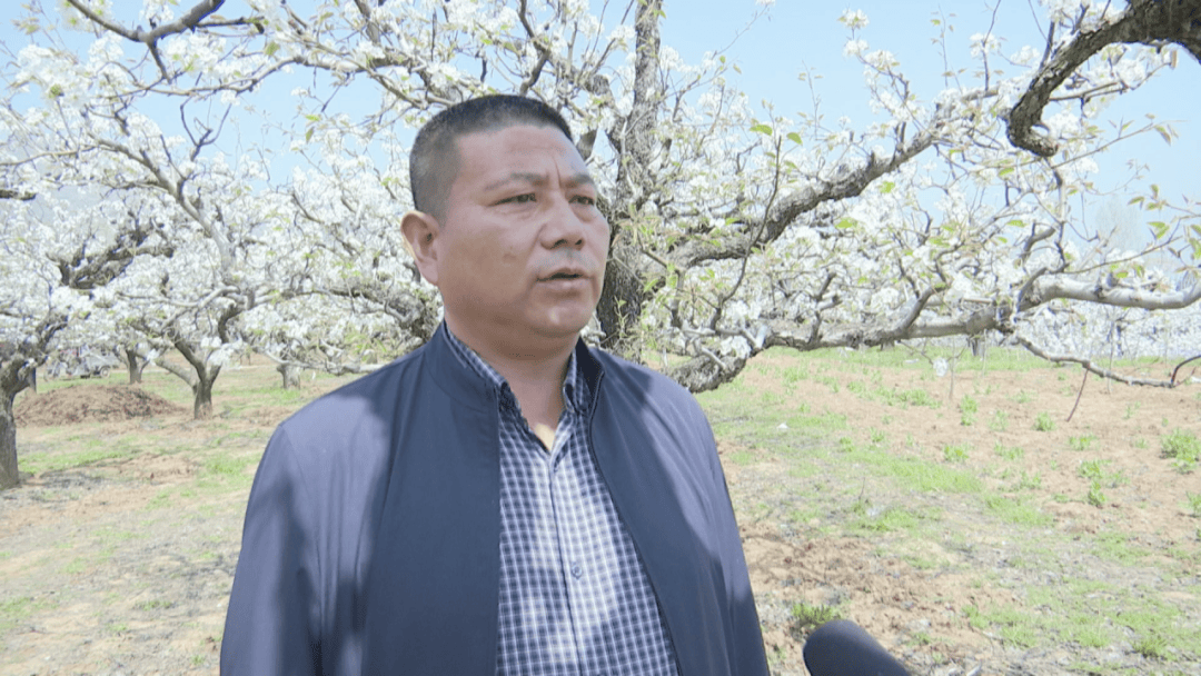 清水村党总支书记王祥军表示:我们将依托清水村梨花园优美的自然风光