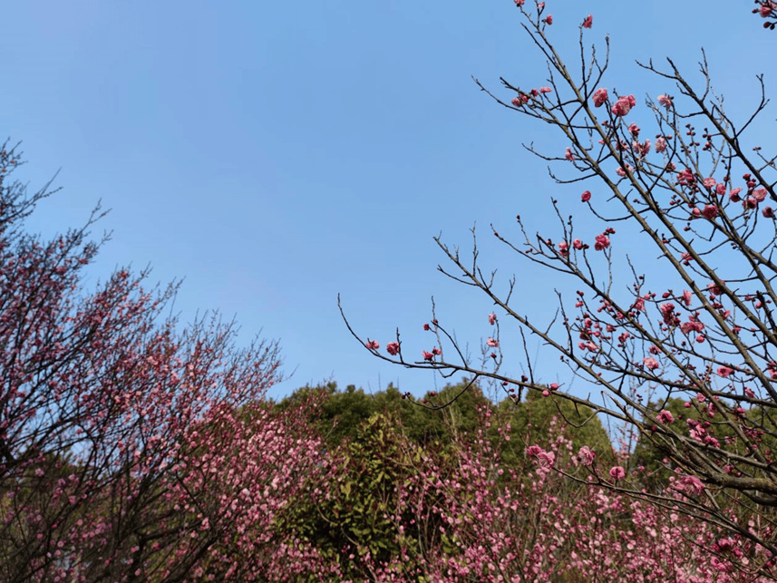 春游江淮丨醉美春光里共赴潜山春日之约