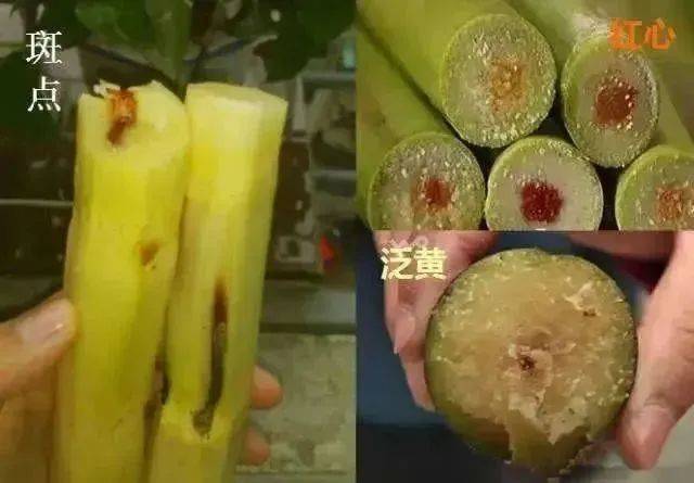 清明特辑|今日烟雨起,正是尝春时_甘蔗_青团_重庆