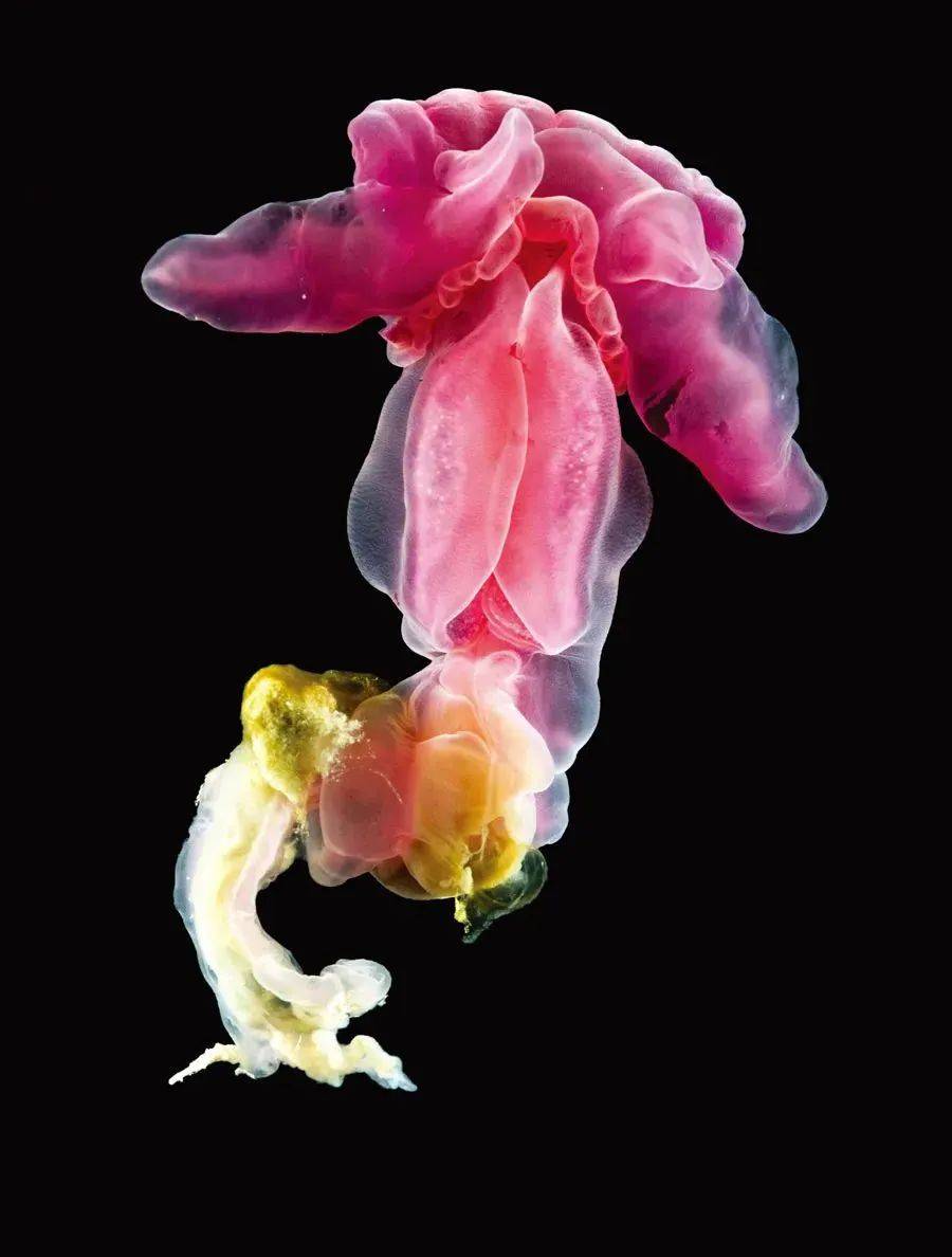 好书·新书 | 《深海生物》:游历深海,探索海洋深处的奇异生物