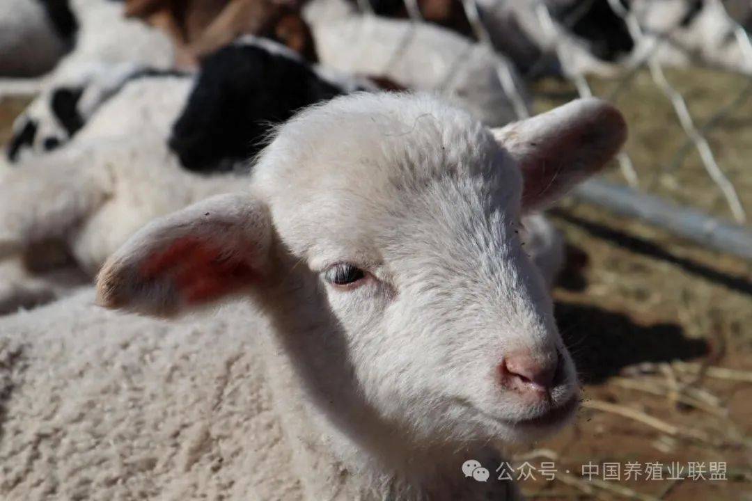 小羊羔腿软站不起来用什么药?羊羔腿软站不住用啥药?_羔羊_缺钙_饲料