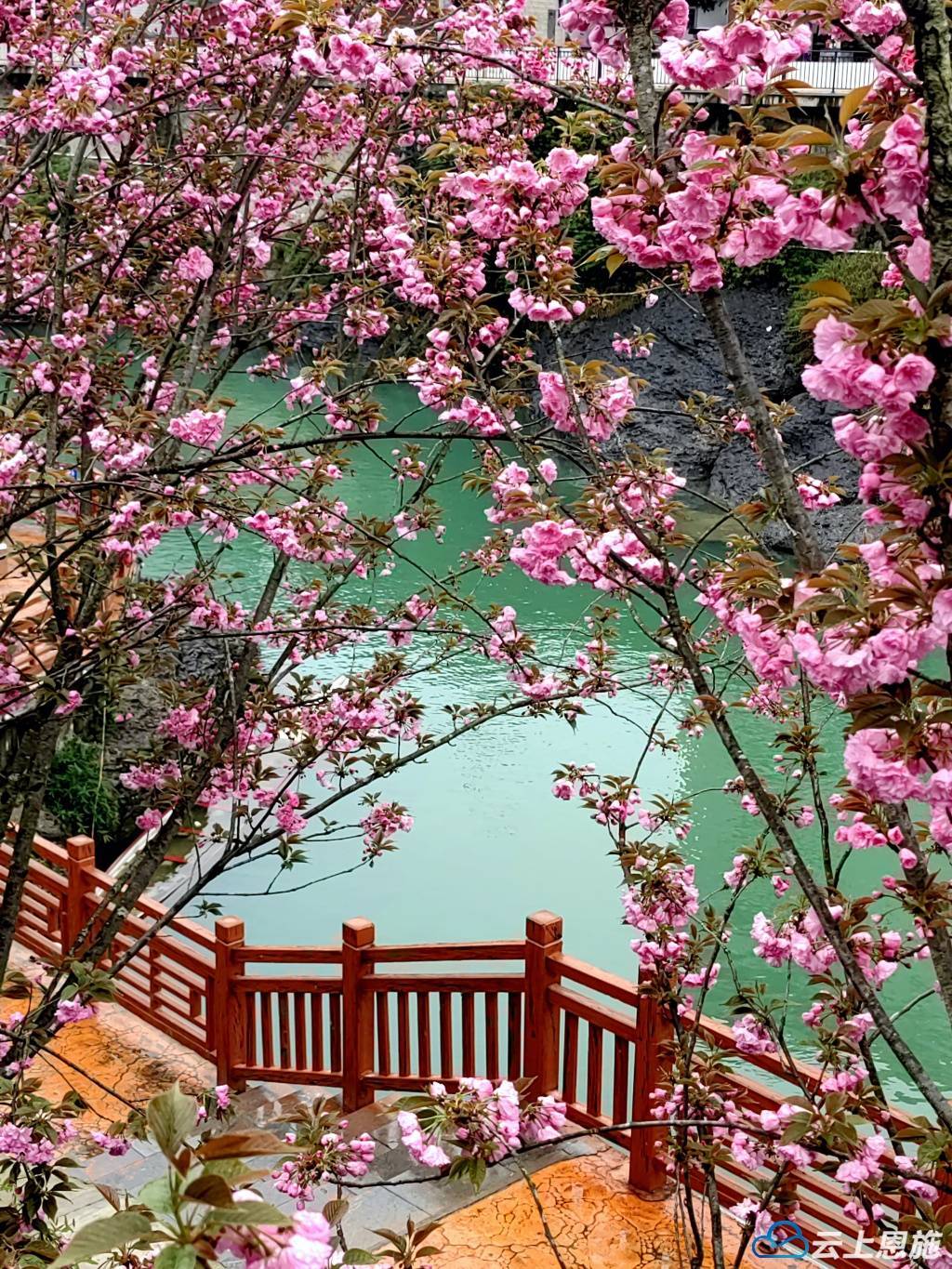 组图|建始:樱花盛开美不胜收