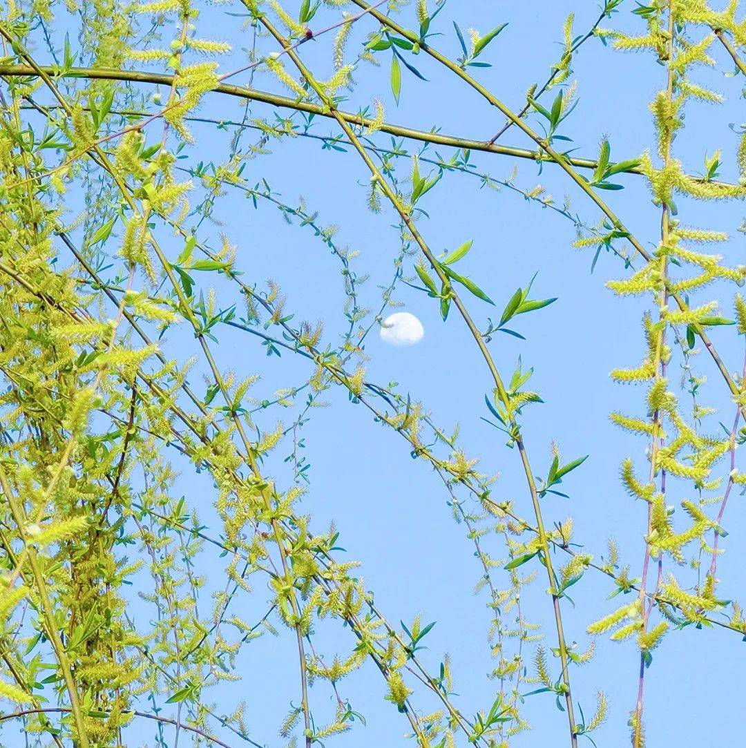 春风染色时踏青思故springbeautiful season · 雨过清明图文