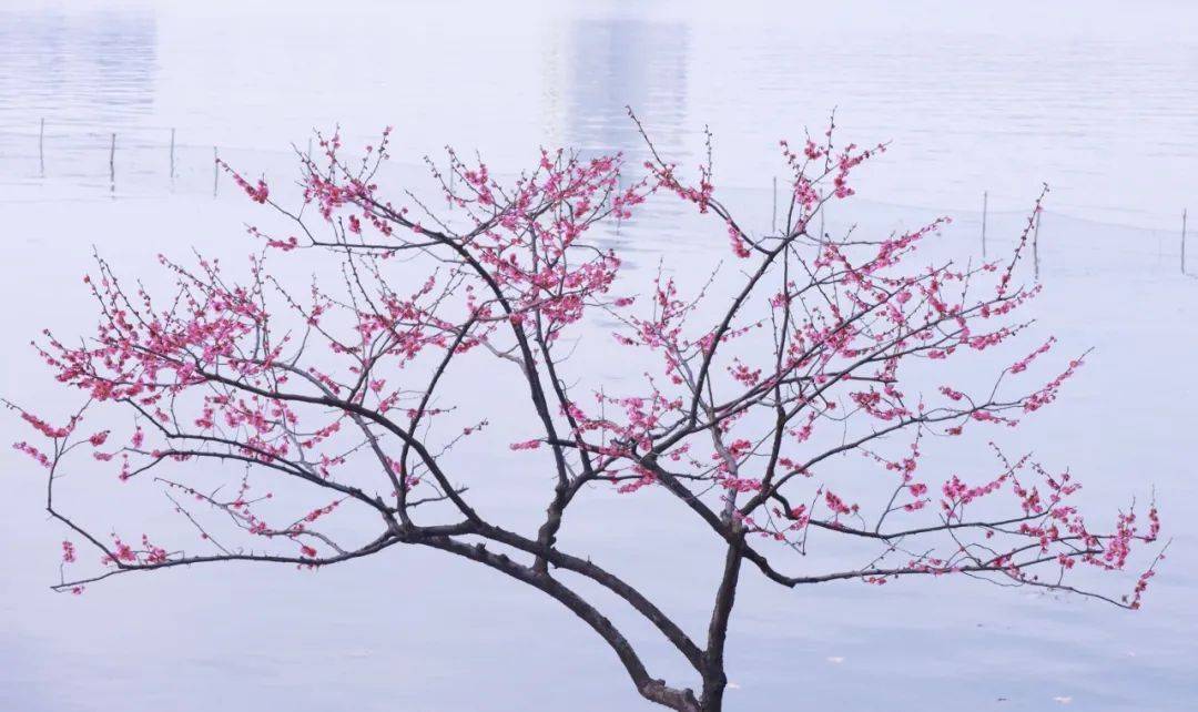 三月踏青风拂雨图片