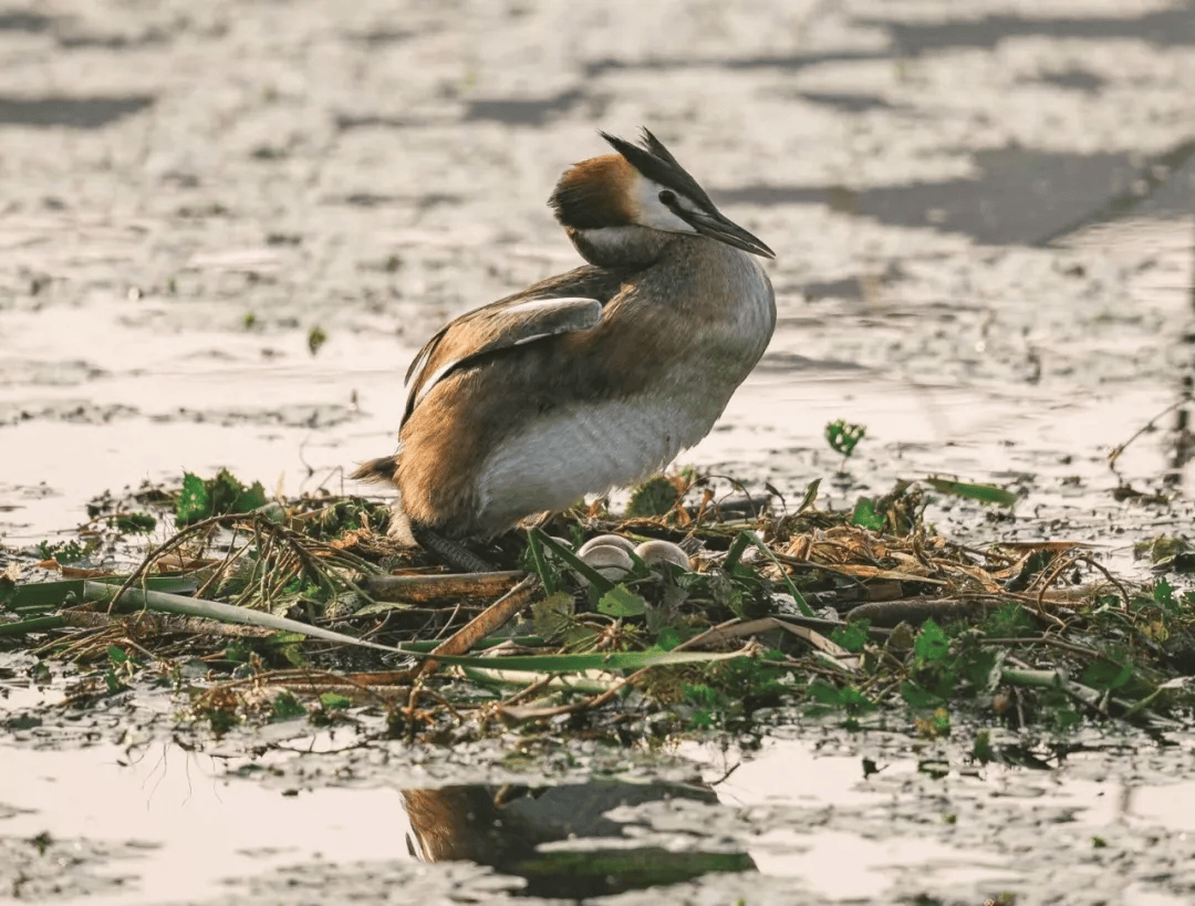 在淮南生活的凤头䴙䴘是留鸟,市域内多数水面都能见到,山南的人民公园