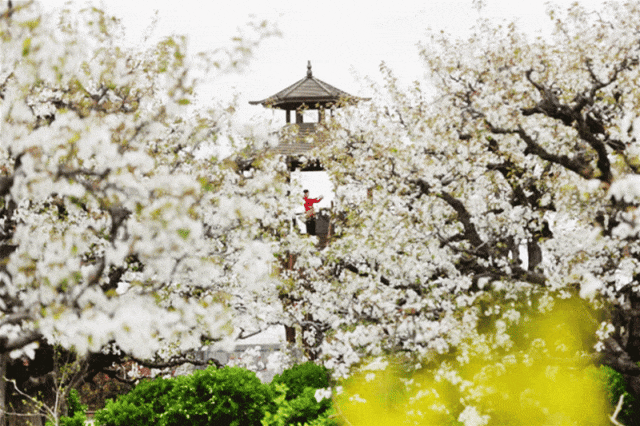 梨花风起正清明,赏景游春半出城_宿迁_的花海_泗阳