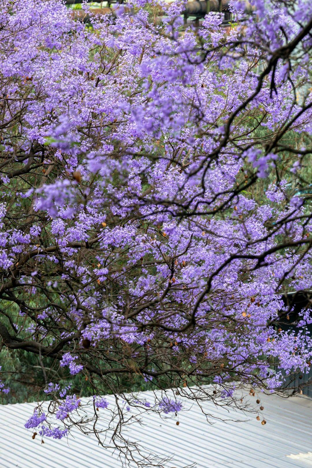 攀枝花人 豹豹先放一边,请把蓝花楹置顶