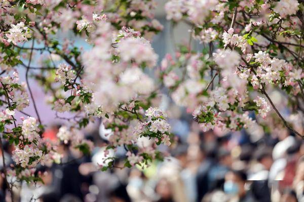 天津大学海棠季校园开放日 6万人共赏海棠美景_活动_科普_游客