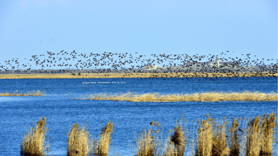春游衡水湖4条精品旅游线路等您来