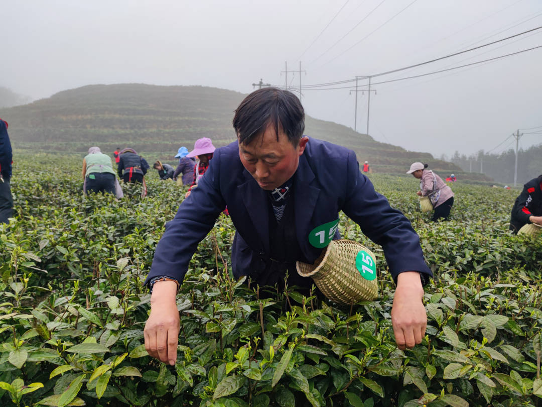 从茶马古道到共享茶园看金沙乡村振兴