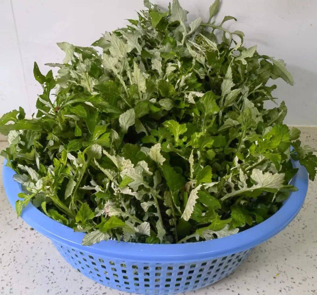 上海农村用的竟然是……_胡菜_地方_野草