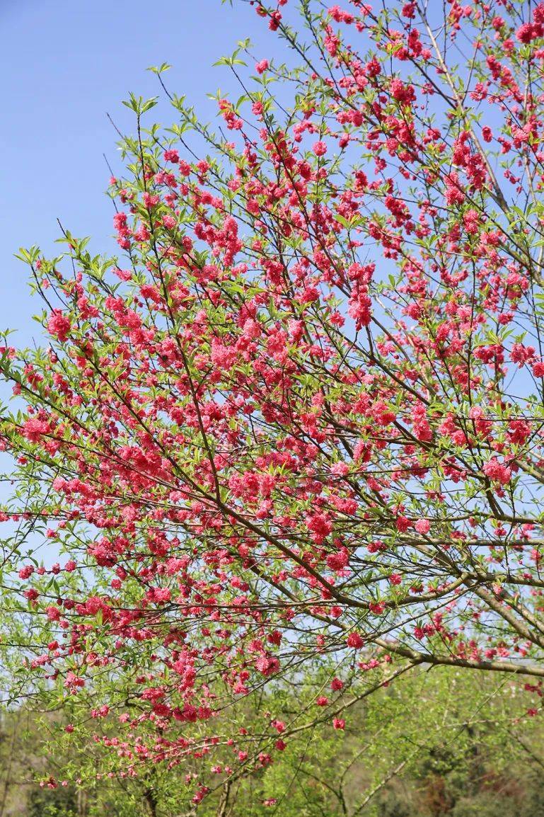 花悄然绽放近日,亮月湖公园里一起来看看吧~艳丽多姿,芳菲烂漫这不