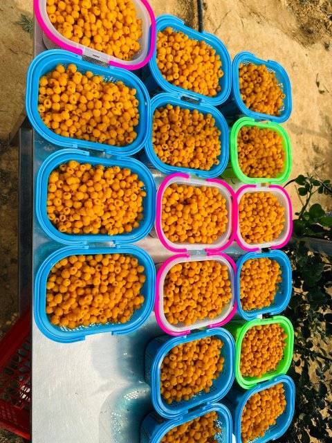 美好生活在云南玉溪江川无刺黄泡成熟