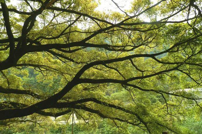 蔡小华遇见一棵树海南作家新时代新农村系列主题采访作品