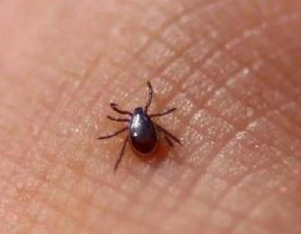 恙虫_治疗_黄女士