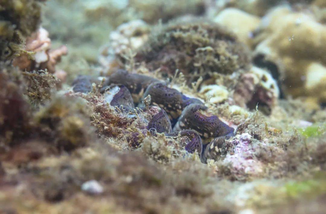 砗磲是世界上最大的双壳贝类软体动物,别名车渠,巨蛤,属软体动物门,双