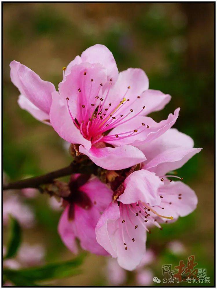【图集】丰腴艳丽的桃花_社区_花草_摄影