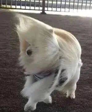 内蒙古新一轮降水由西至东发展 风力较强!