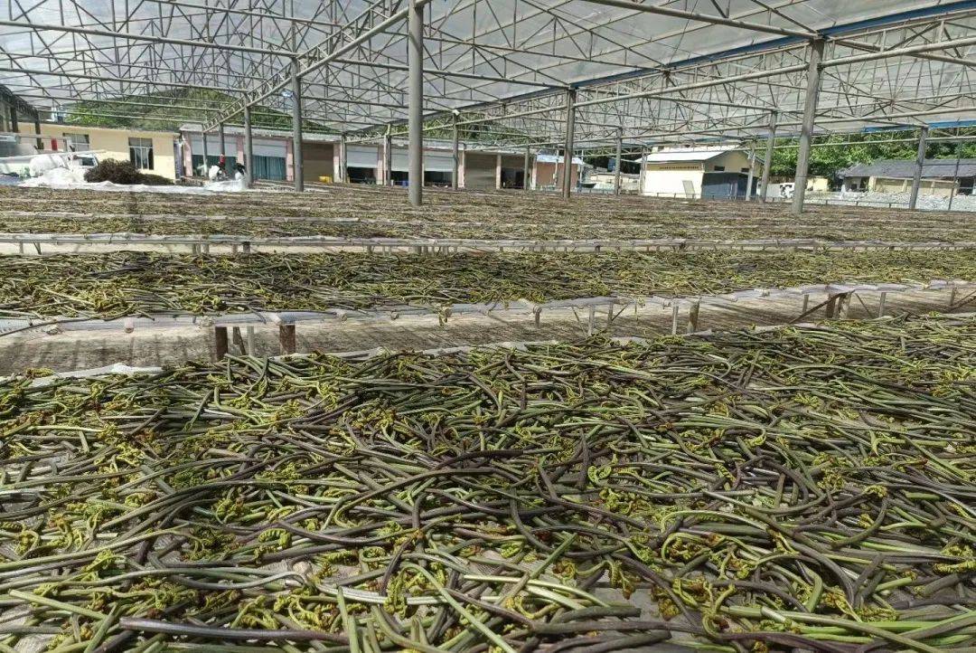 哇~捧当开始收蕨菜啦!大家快来看_收购_@qq_麻洛村