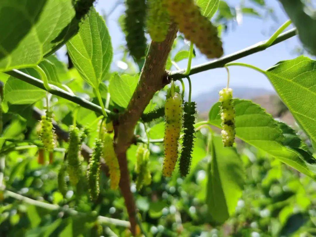 蓝花楹开了樱桃桑per也成熟上市川南这个阳光城欢迎大家到访