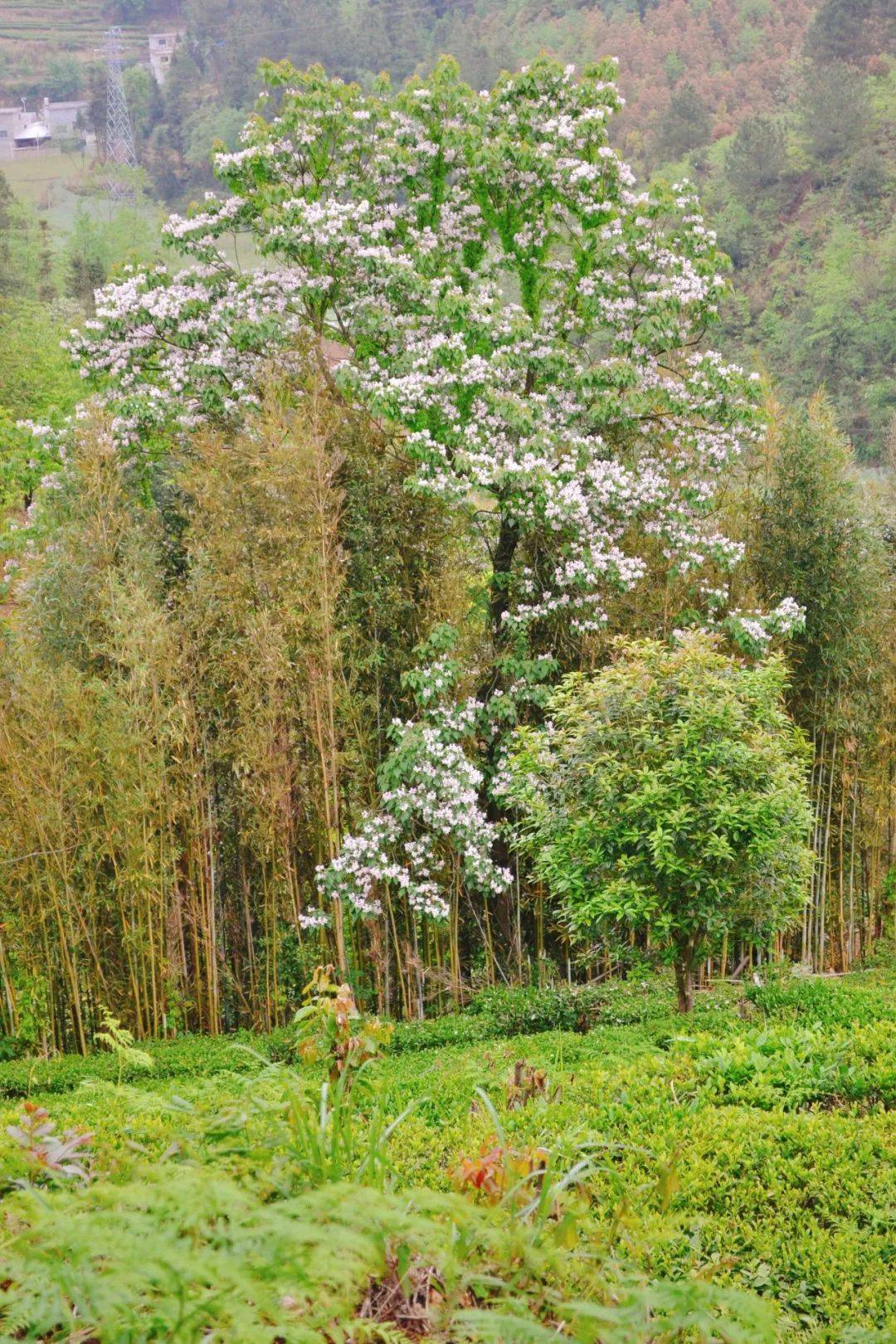 安顺赏花图片