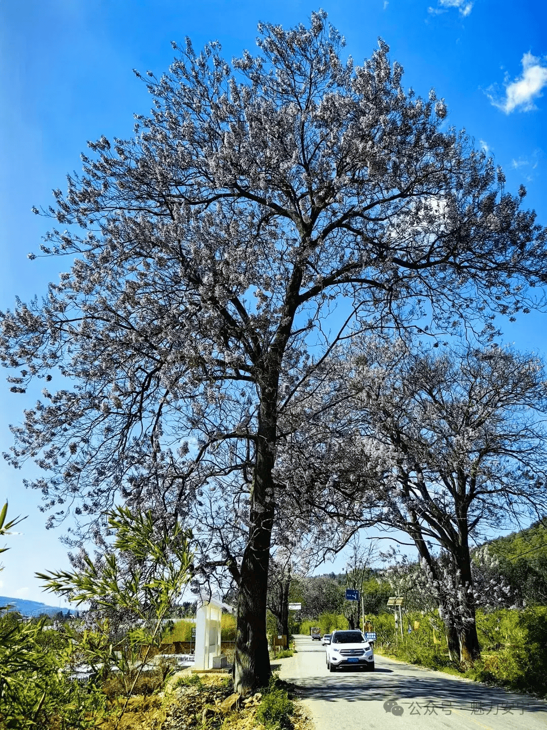 安宁县街泡桐花,开出一路芬芳_花朵_公路_枝头