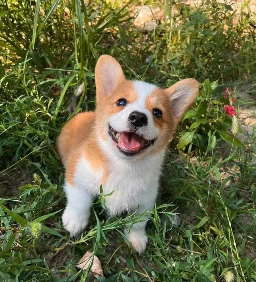 盘点网红警汪全国首只柯基警犬亮相腿短是优势一周警报