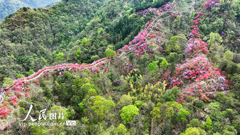 2024年4月5日,安徽省安庆市岳西县河图镇天峡杜鹃花景区,杜鹃花盛开