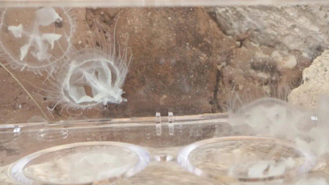 太美腊珍稀物种桃花水母在云南西双版纳国家级自然保护区再现