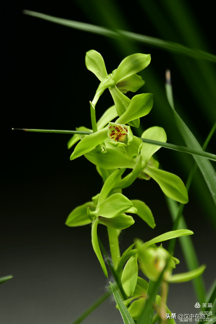 汉中大型兰花展开始啦!就在市区