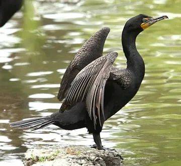 人闵某,顺着闵某所指的方向,在一处松树下,看到了一只跟鸭子十分相似