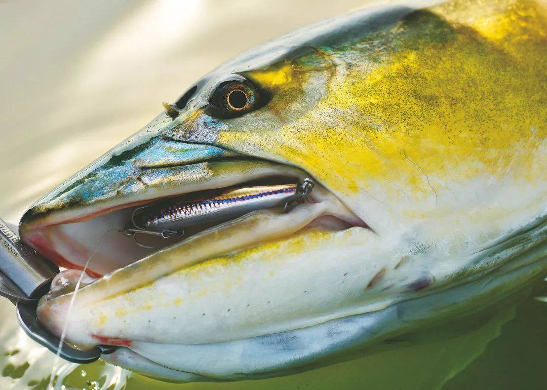 鳡鱼金黄色的美丽脸庞我一边控制着竿子,一边向空旷的地带移动,以便和