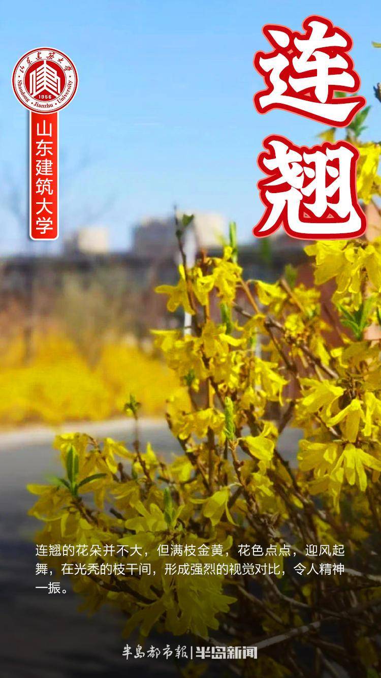 创意海报丨最美校园四月天山东高校校花大赏你pick哪一个