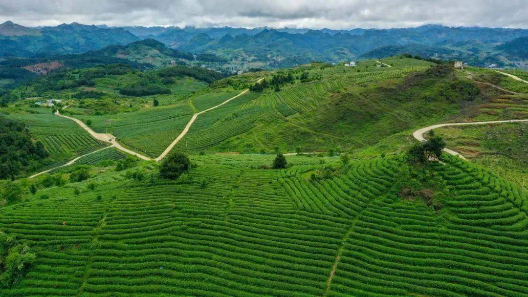 春日采茶之弋阳洪山茶_茶叶_茶树_阳光