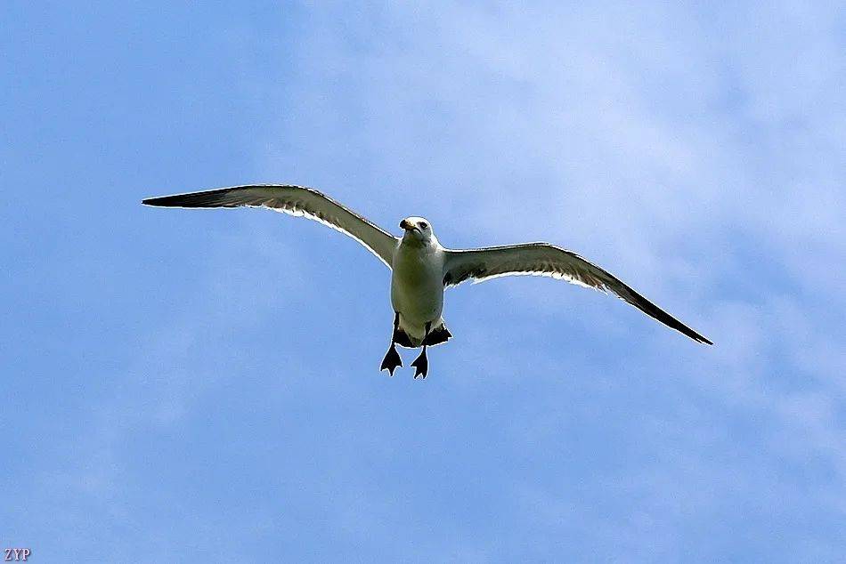 千姿百态的海鸥