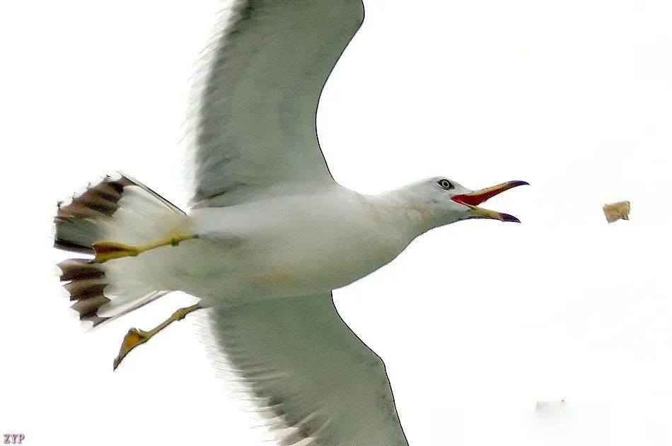 千姿百态的海鸥