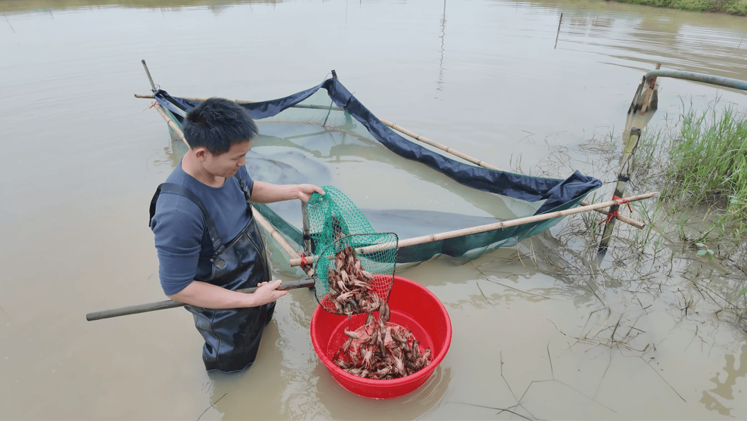 石塘镇小龙虾上市 价格与往年持平_养殖_张贞_捕捞