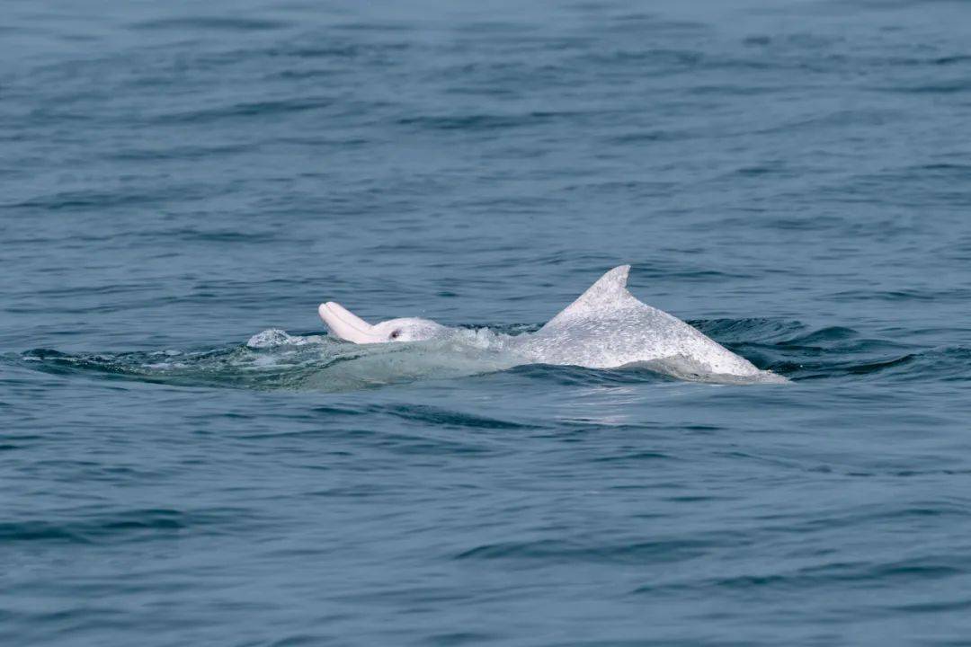 美妙!与湛江中华白海豚的完美邂逅→_雷州_海面_海域