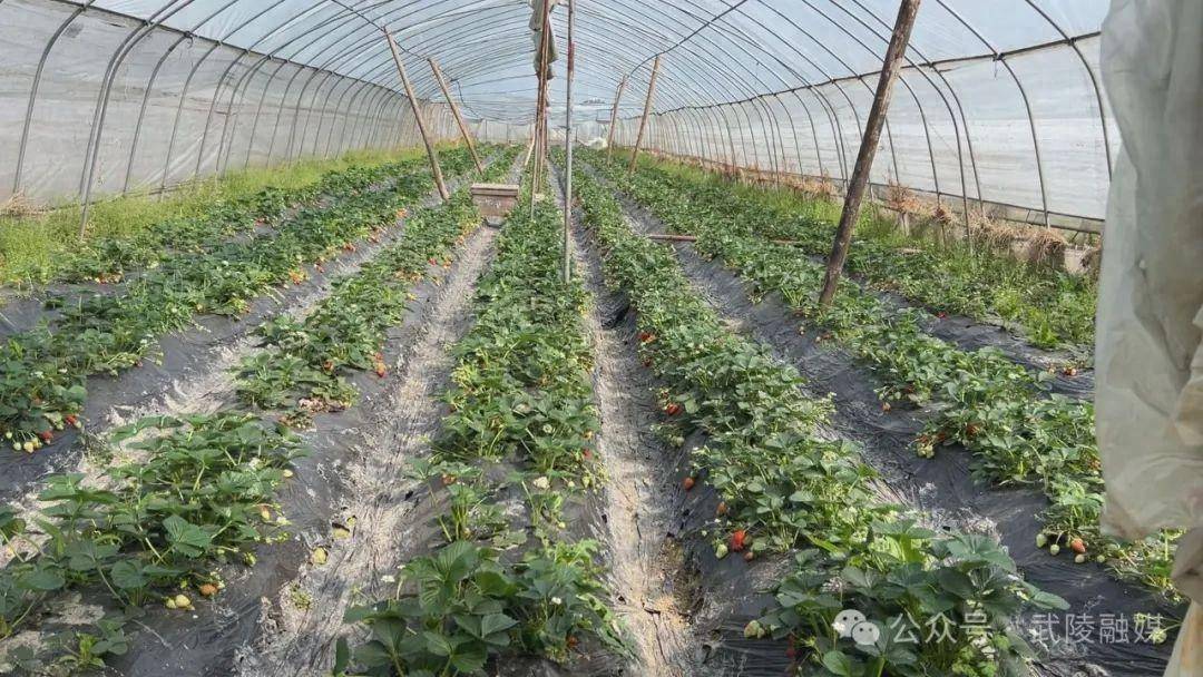 武陵区河洑镇抢抓农时备春耕守牢百姓菜篮子