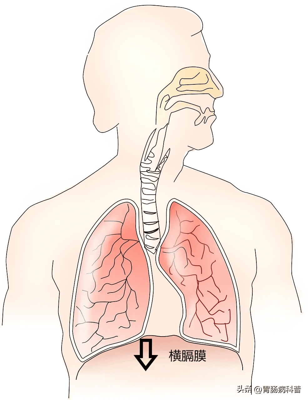 当人在打嗝(呃逆)的时候,膈肌会因为某些刺激发生痉挛或异常收缩,横