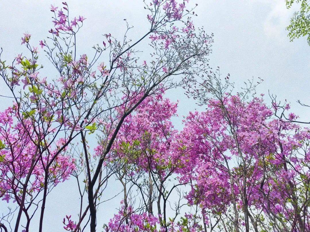 镇坪"杜鹃花节"来了!除了花海,还有……_活动_内容_镇坪县