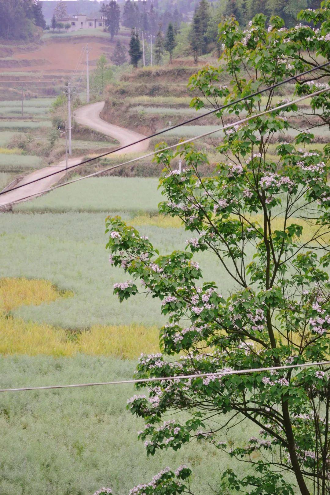 惊艳水墨茶山国风彩绘舞狮汉服413徒步赏花采茶安顺这里竟藏着天然