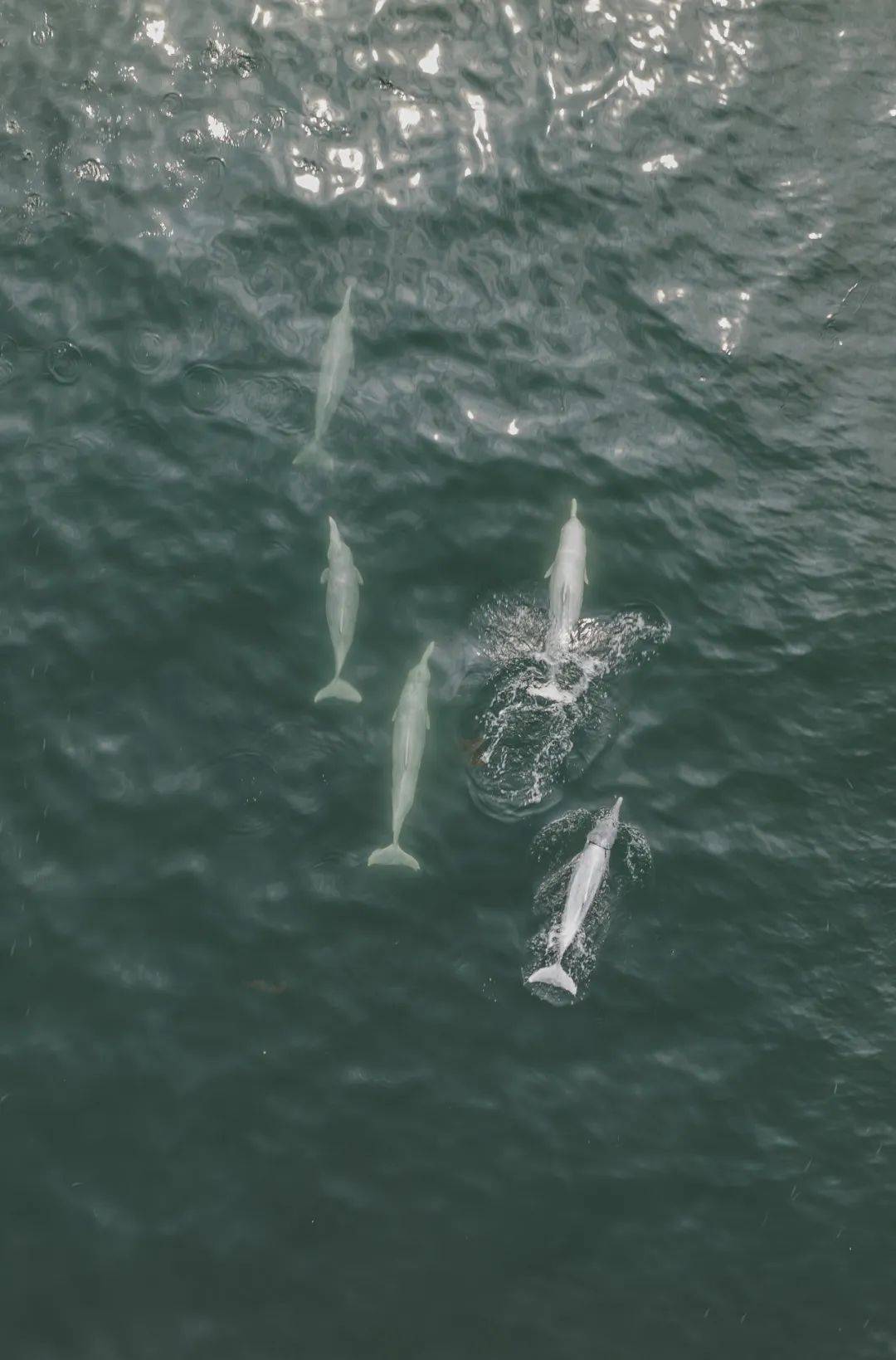 美妙与湛江中华白海豚的完美邂逅