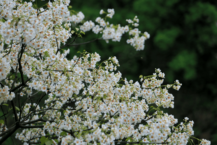 湘西影画 醉人春风吹开满山的桐子花