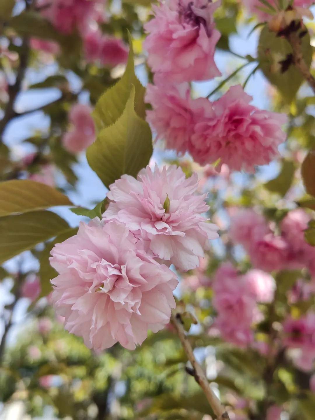 虹山湖公园晚樱盛开美丽画卷醉游人