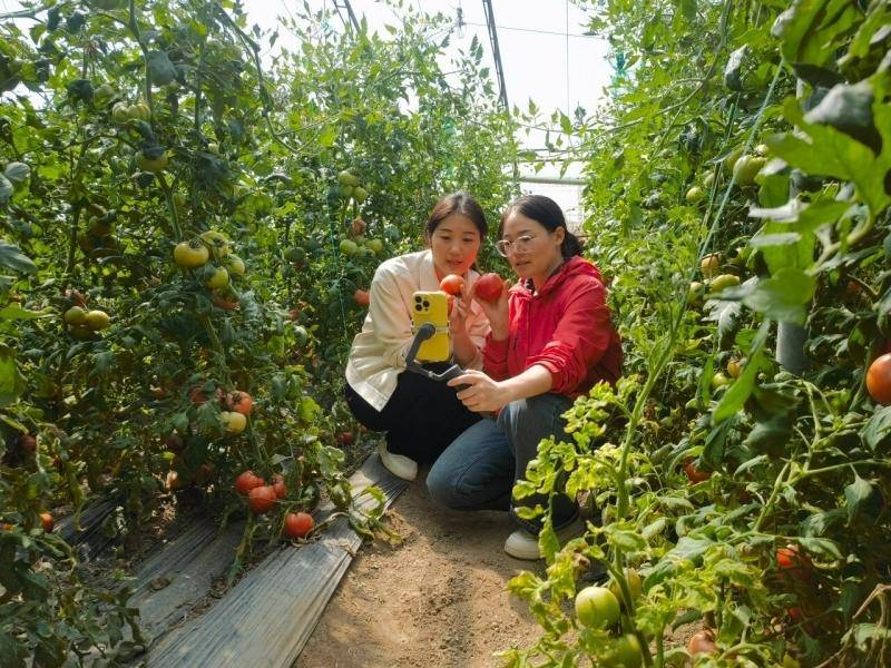 4月4日,在赵县鑫农孵化基地,基地女主播正在"棚主"赵明的西红柿种植